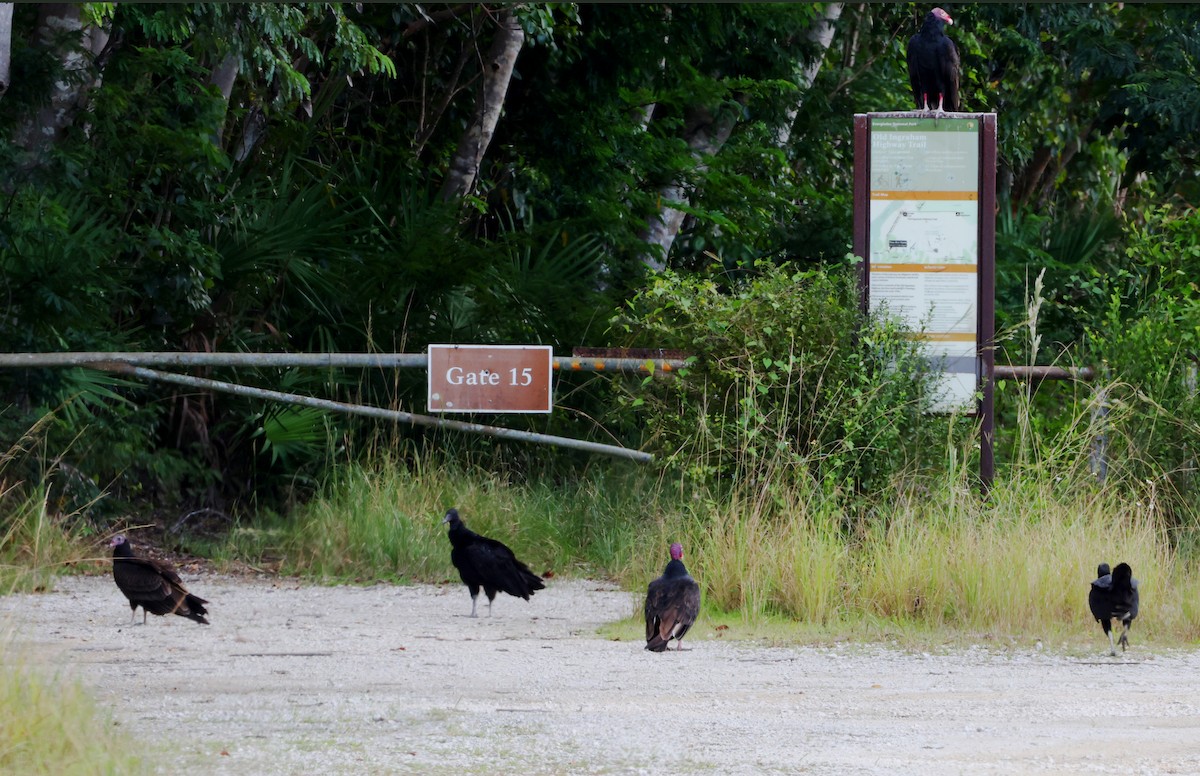 Black Vulture - ML642879771