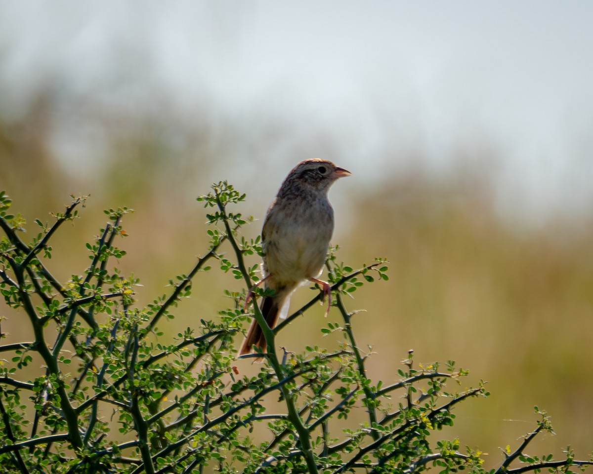 Cassin's Sparrow - ML642879775