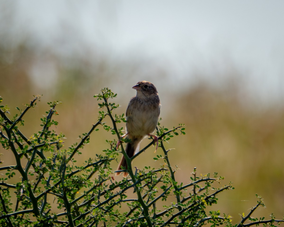 Cassin's Sparrow - ML642879777