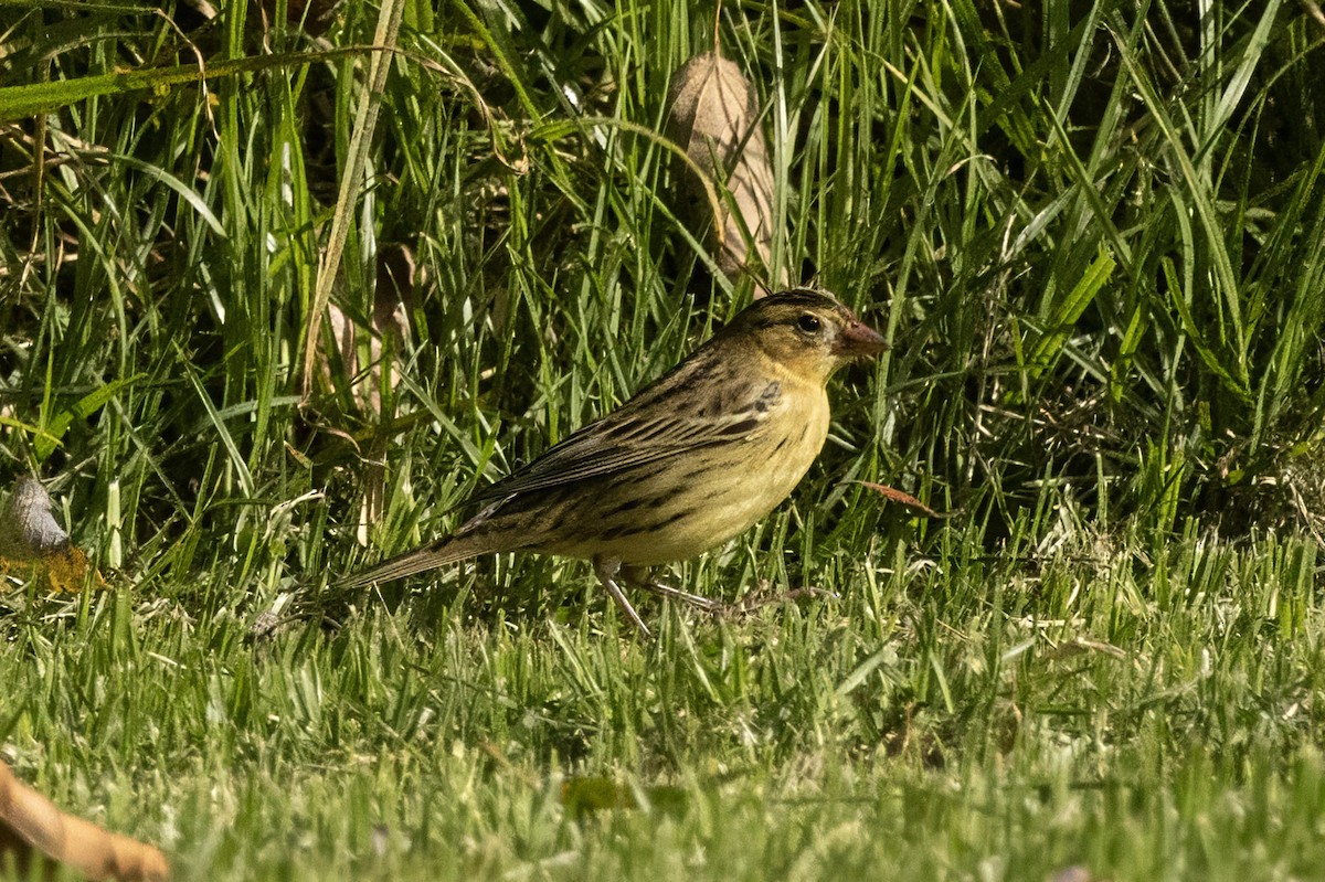 Bobolink - ML642879788