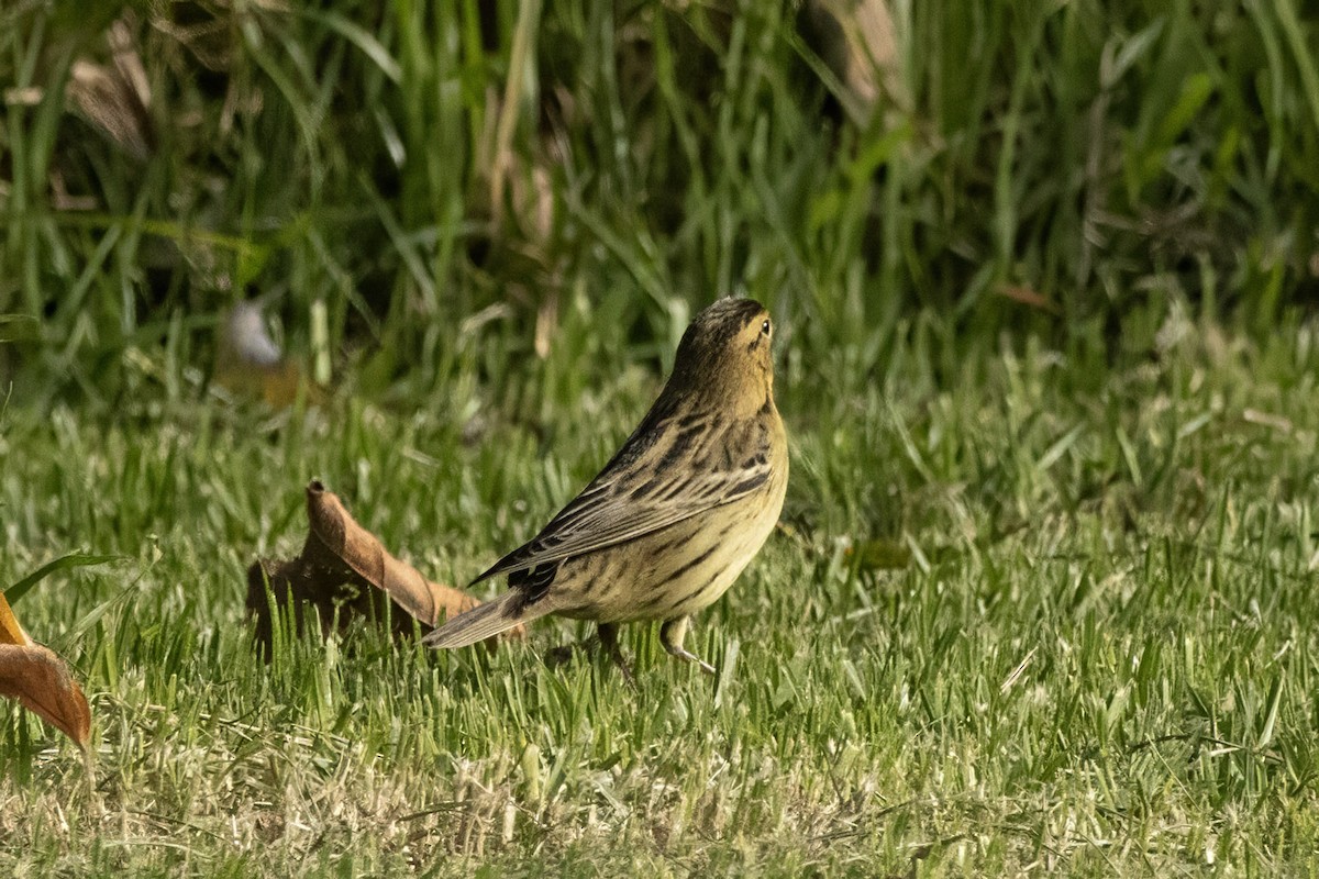 Bobolink - ML642879801