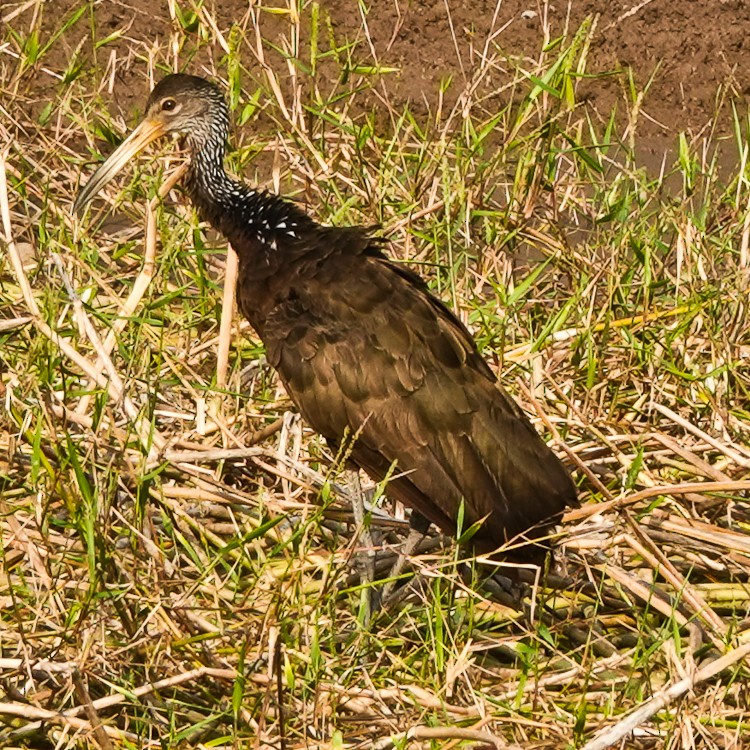 Limpkin - ML642879803