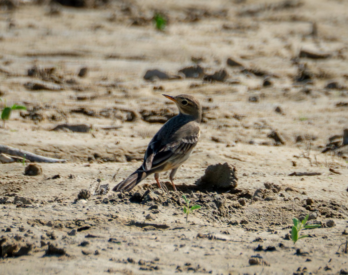 American Pipit - ML642879805