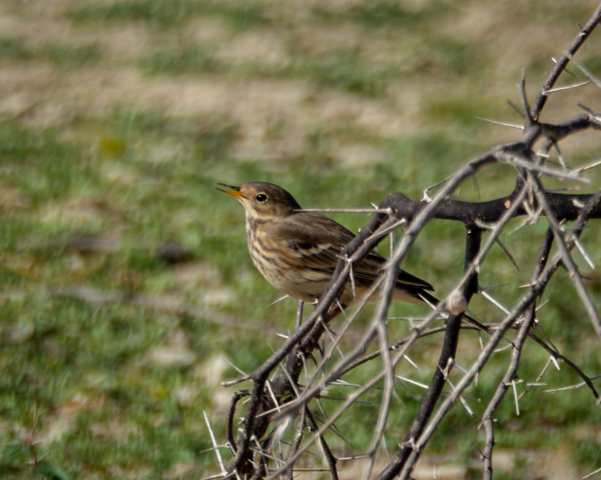 American Pipit - ML642879812