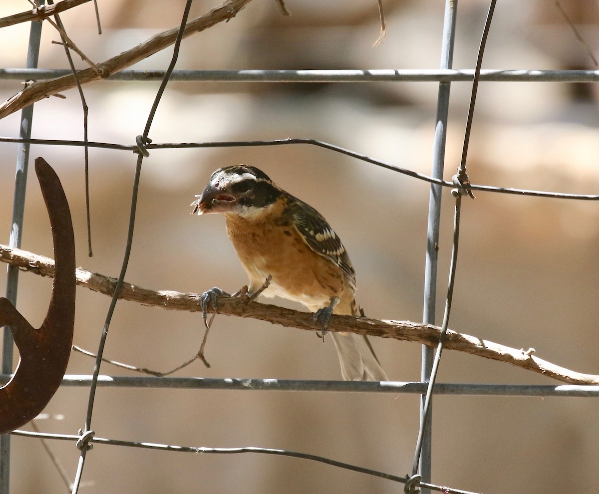 Black-headed Grosbeak - ML642879815