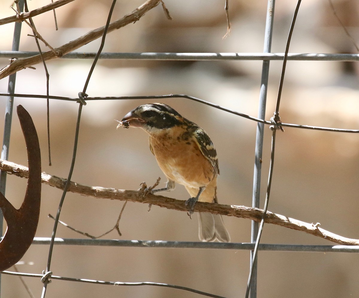 Black-headed Grosbeak - ML642879816