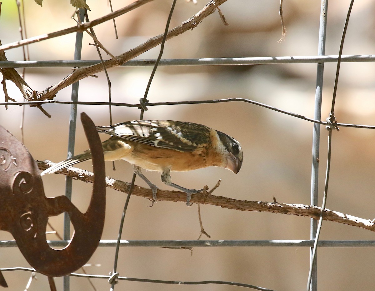 Black-headed Grosbeak - ML642879820