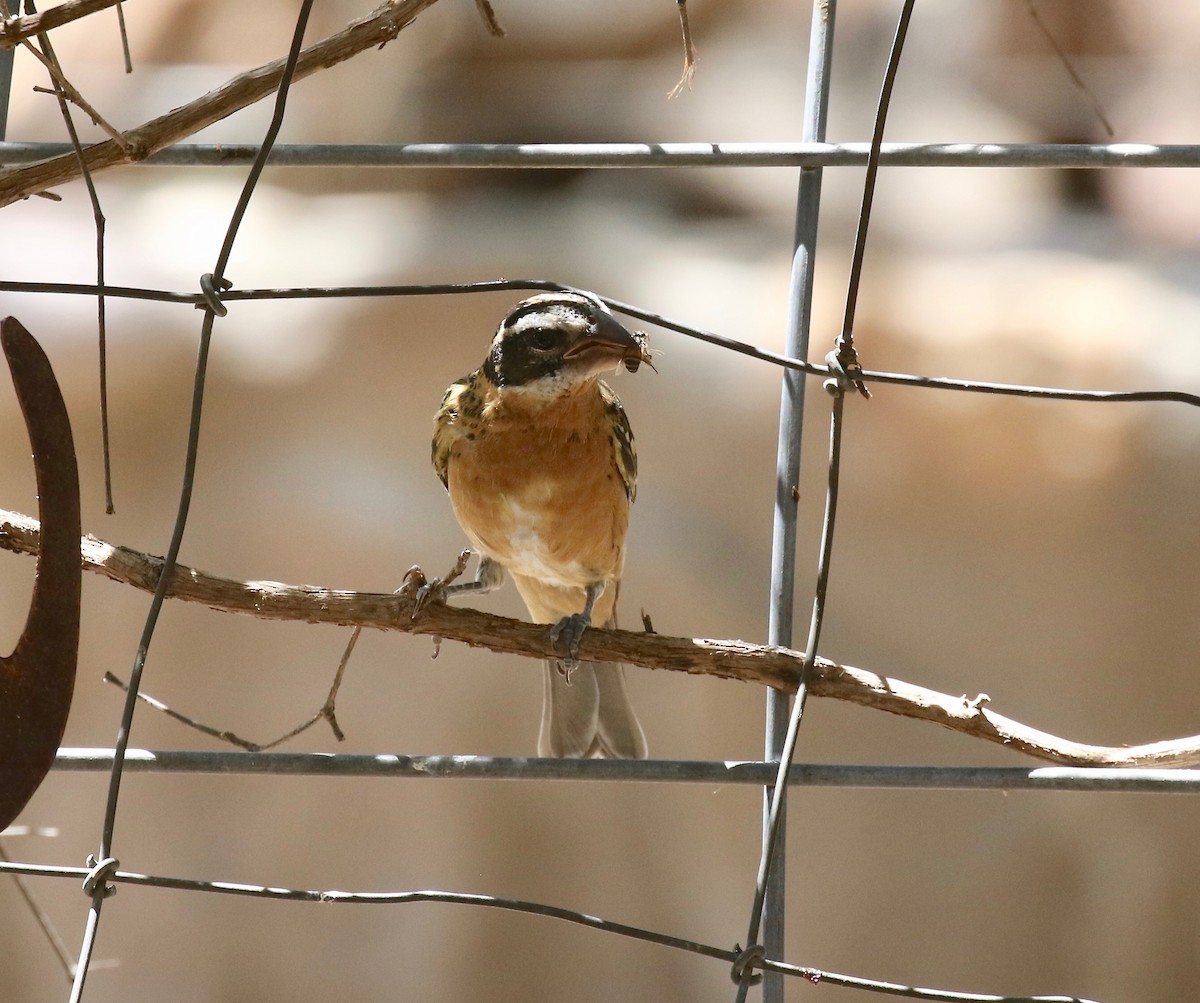 Black-headed Grosbeak - ML642879821