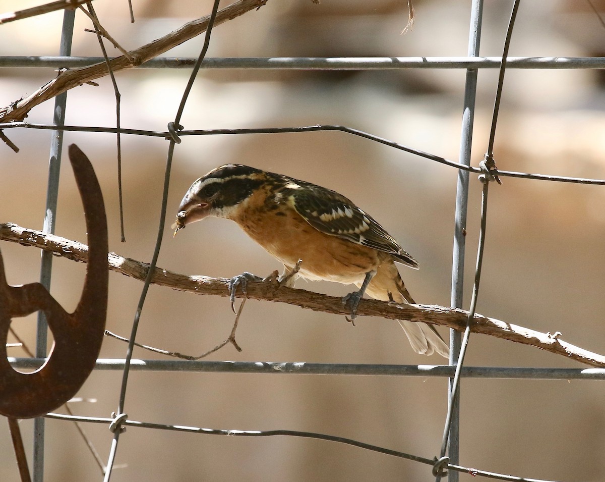 Black-headed Grosbeak - ML642879822