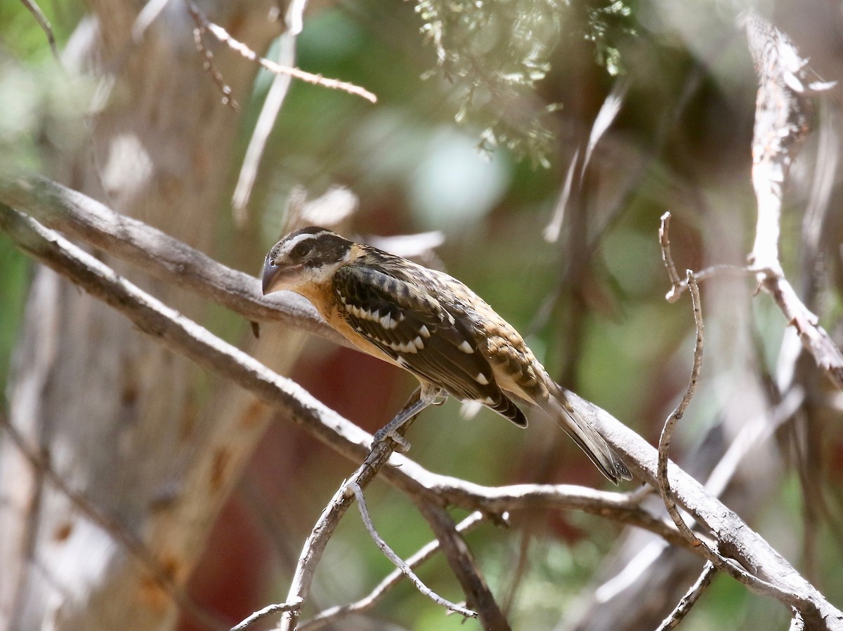 Black-headed Grosbeak - ML642879823