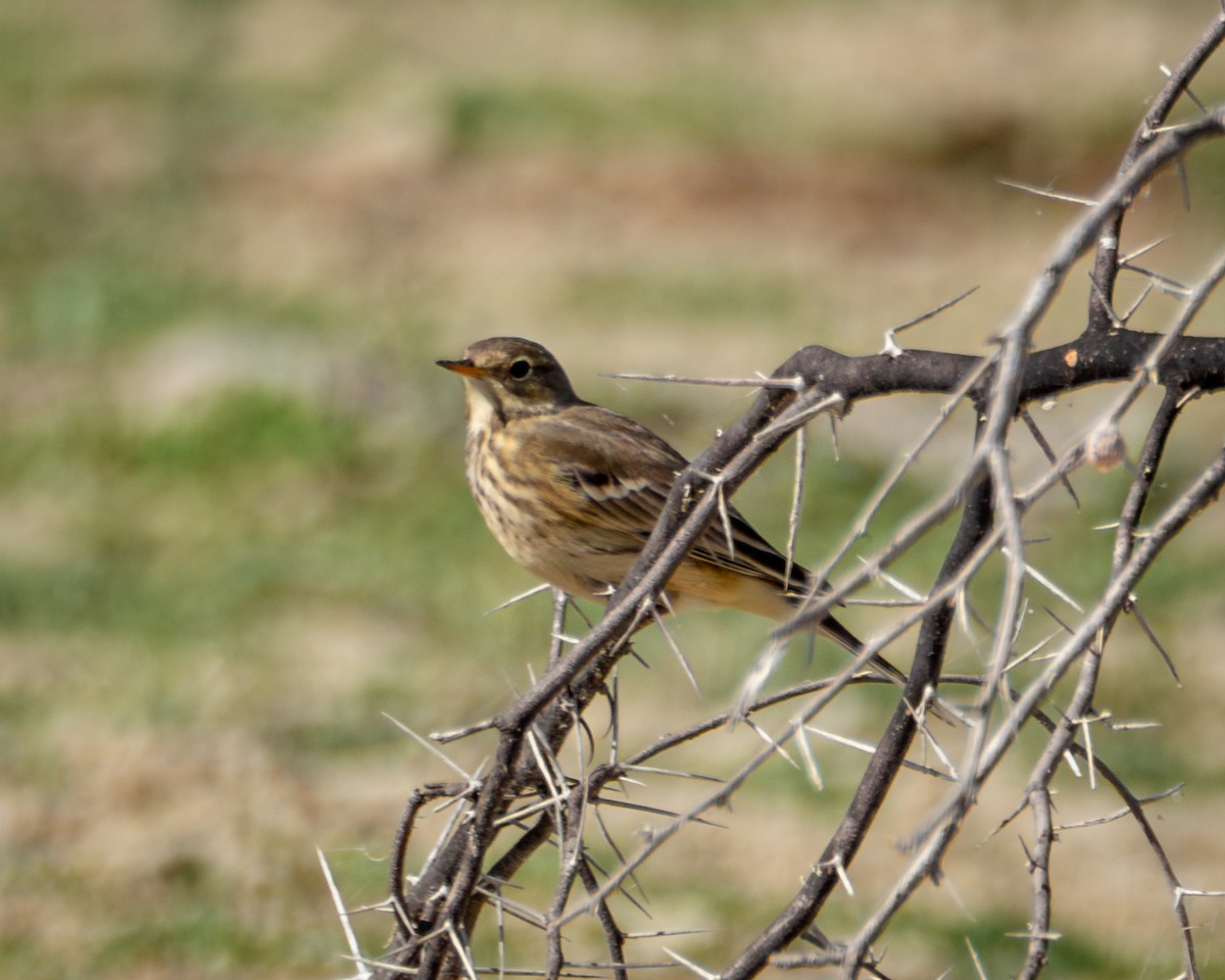 American Pipit - ML642879824