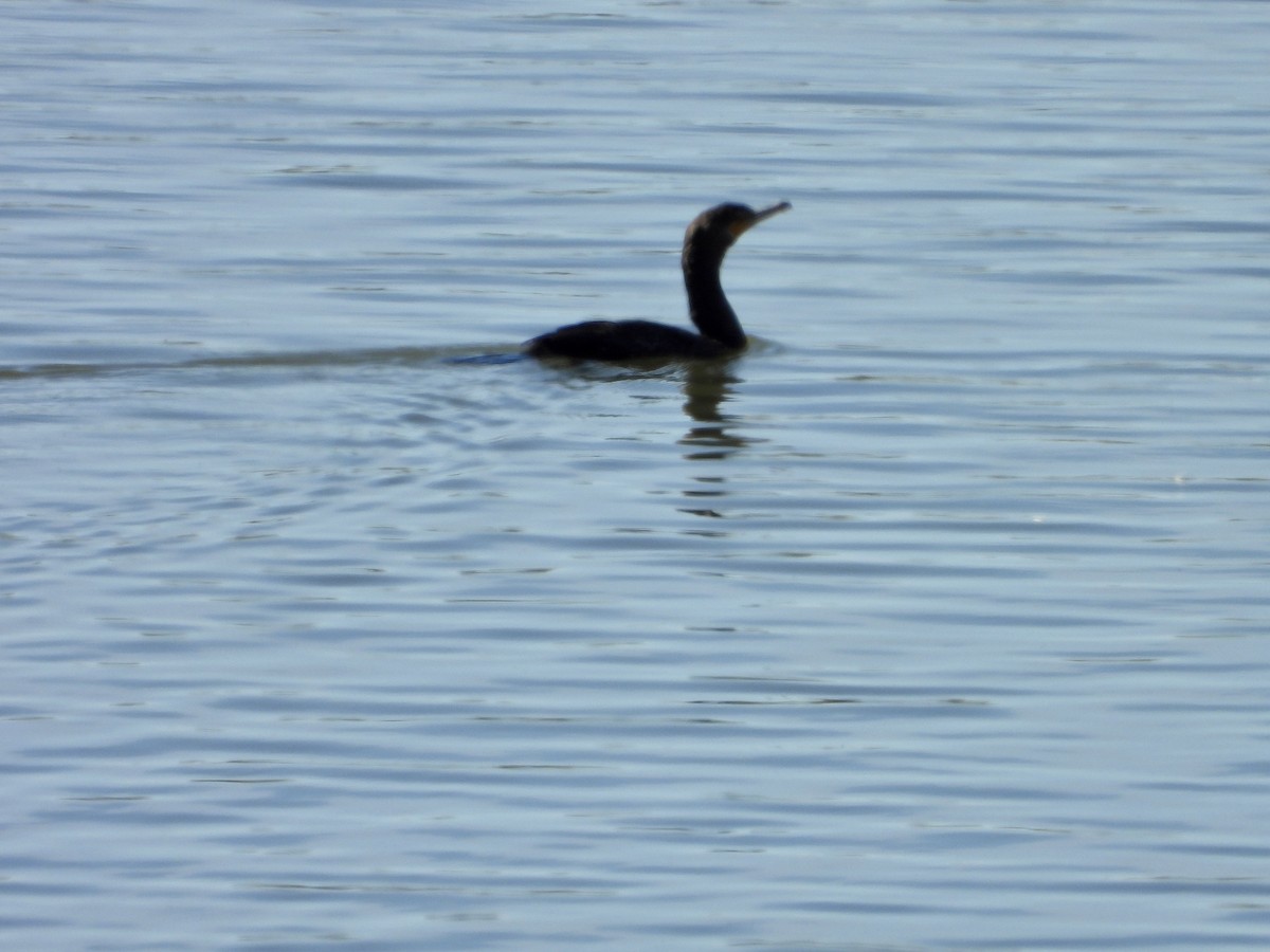 Double-crested Cormorant - ML642879831
