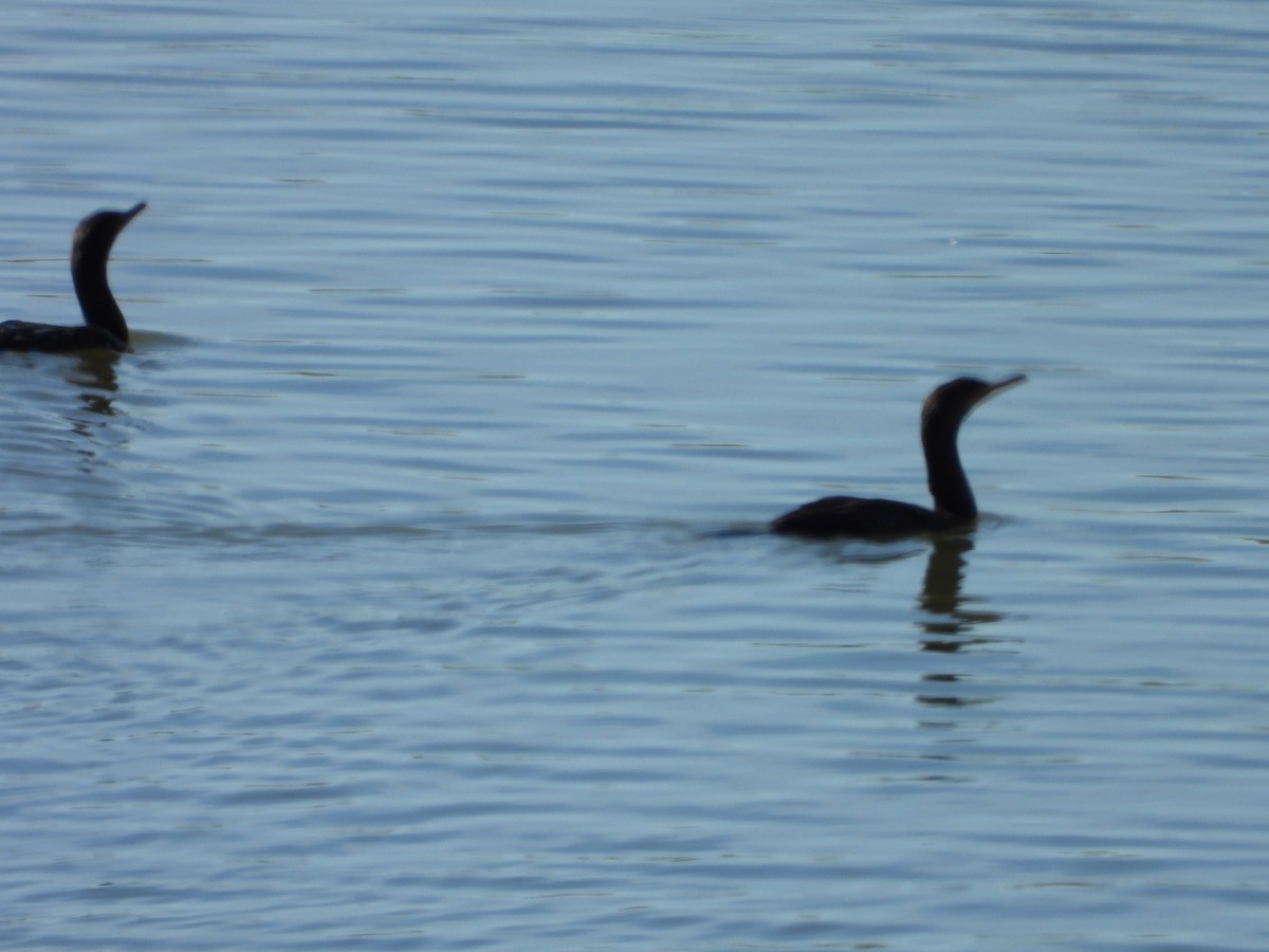 Double-crested Cormorant - ML642879832