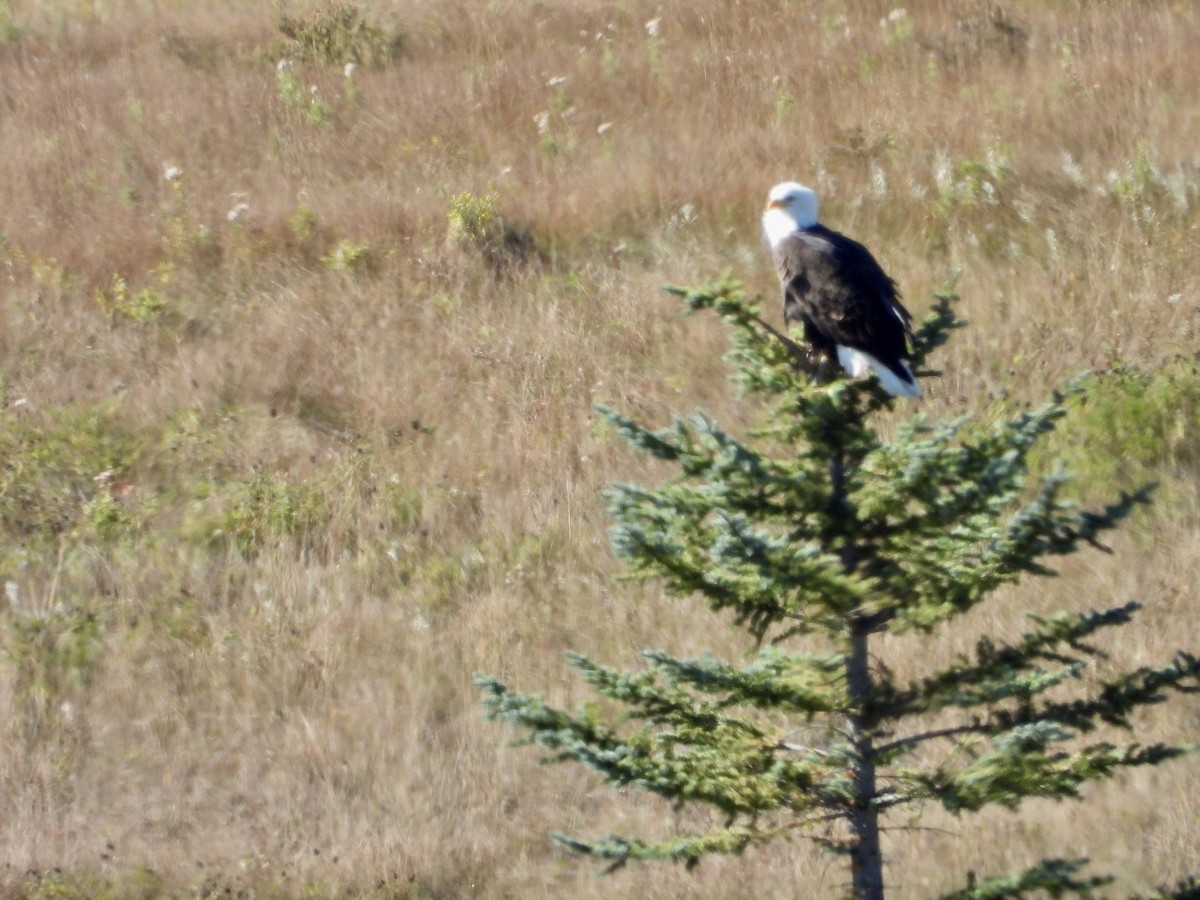 Bald Eagle - ML642879836