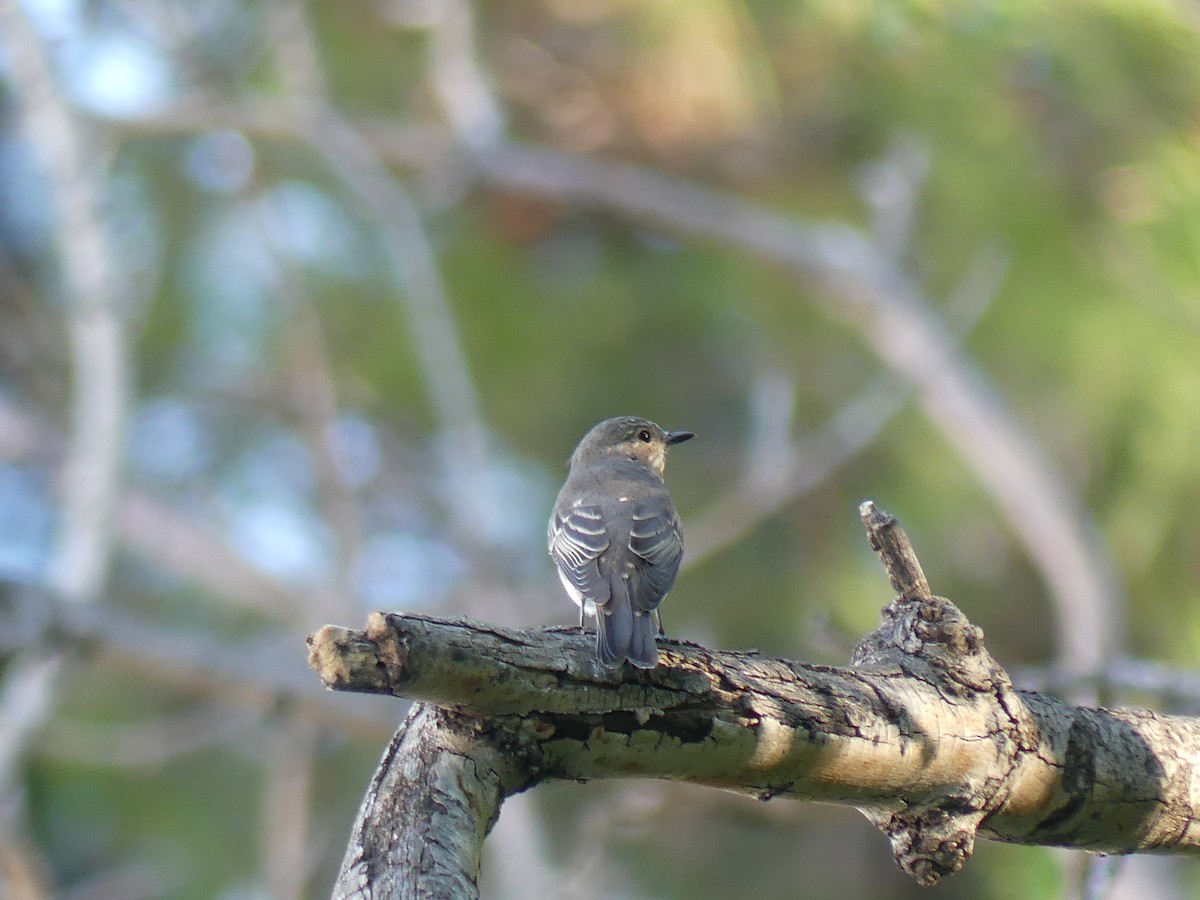 Бөртөт намнаахай - ML642879837