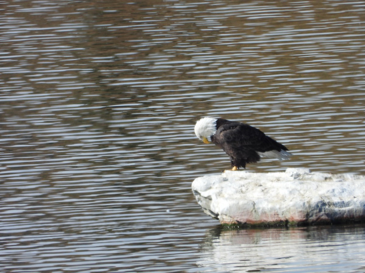 Bald Eagle - ML642879846