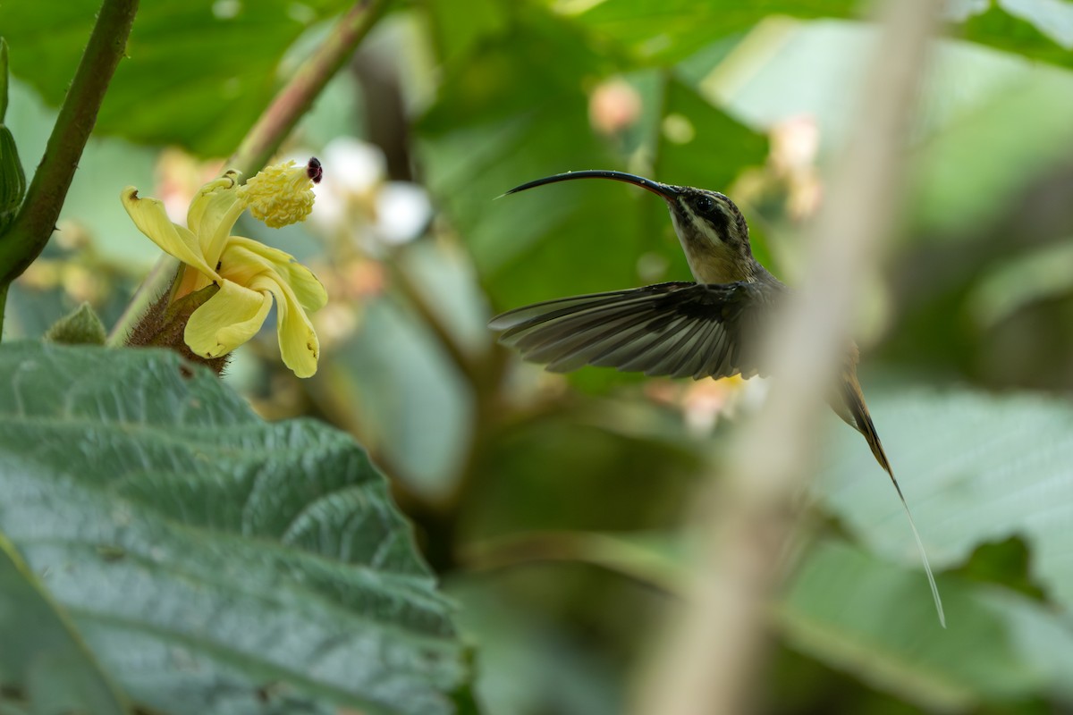 Tawny-bellied Hermit - ML642879850