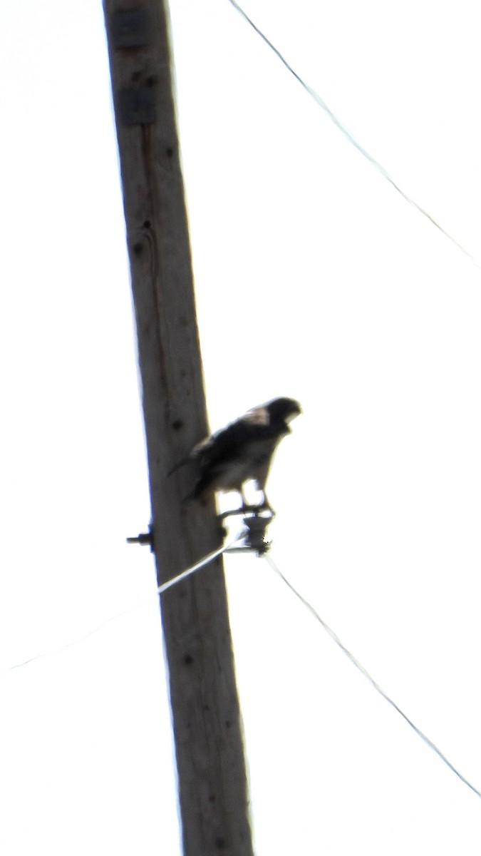 Swainson's Hawk - ML642879852