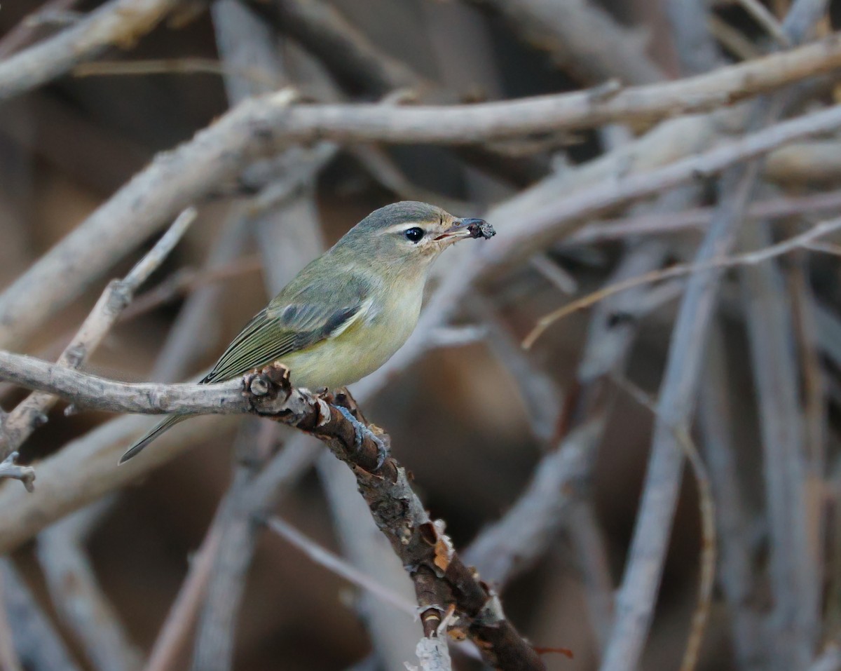 sangvireo - ML642879867