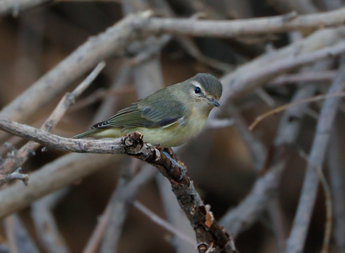 sangvireo - ML642879870
