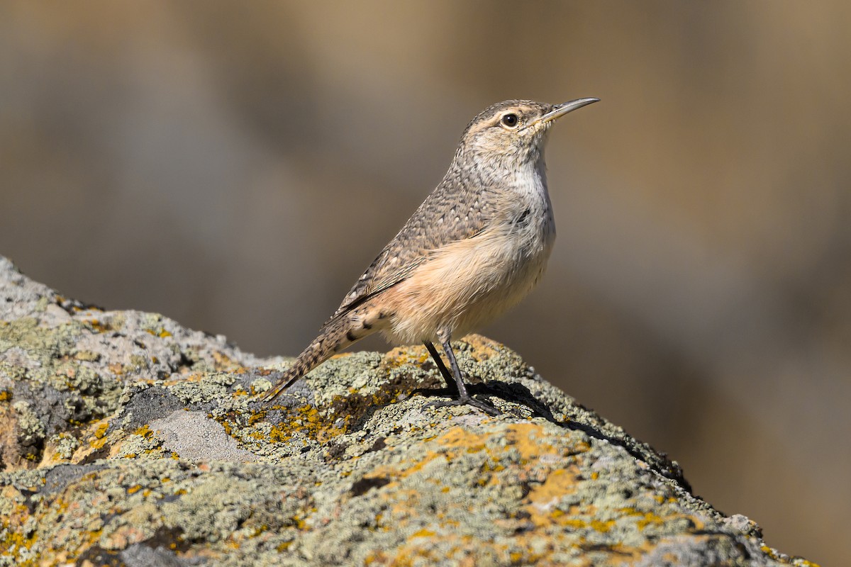Rock Wren - ML642879873