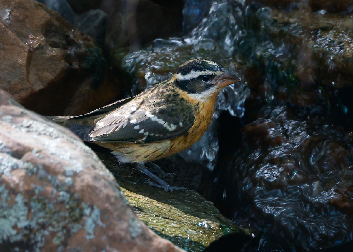 Black-headed Grosbeak - ML642879876