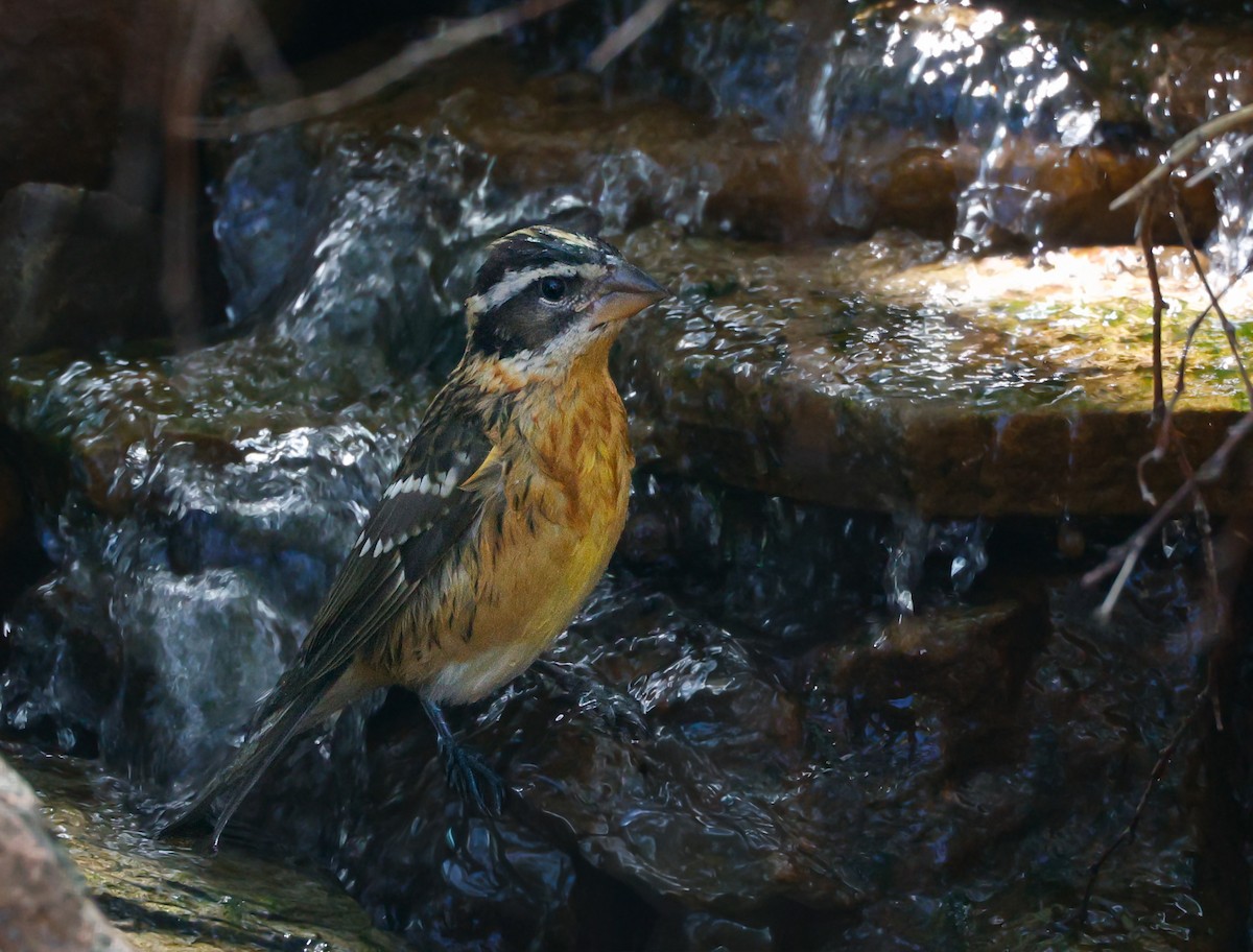 Black-headed Grosbeak - ML642879878
