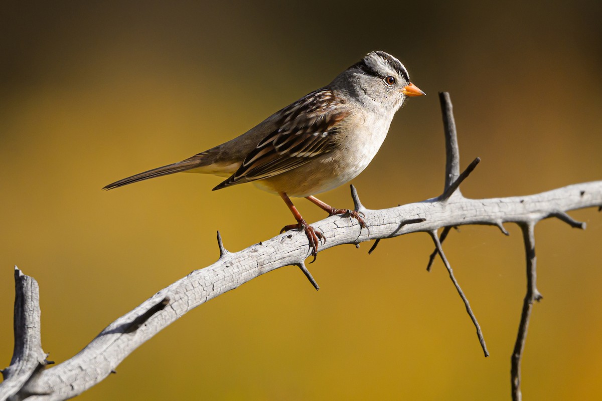 White-crowned Sparrow - ML642879884