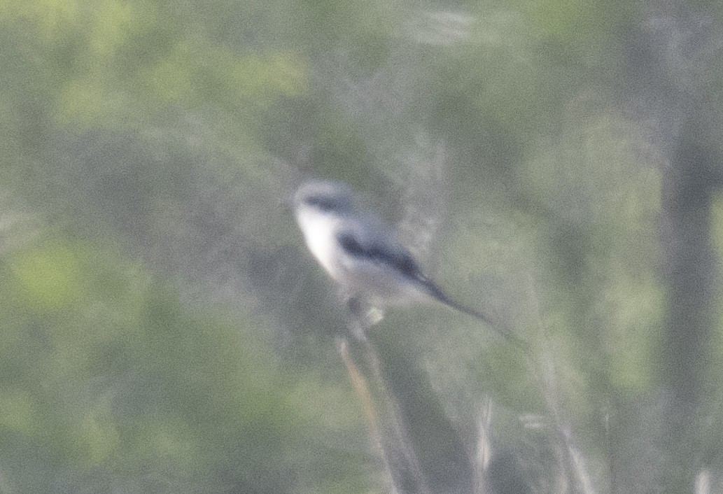 Iberian Gray Shrike - ML642879887