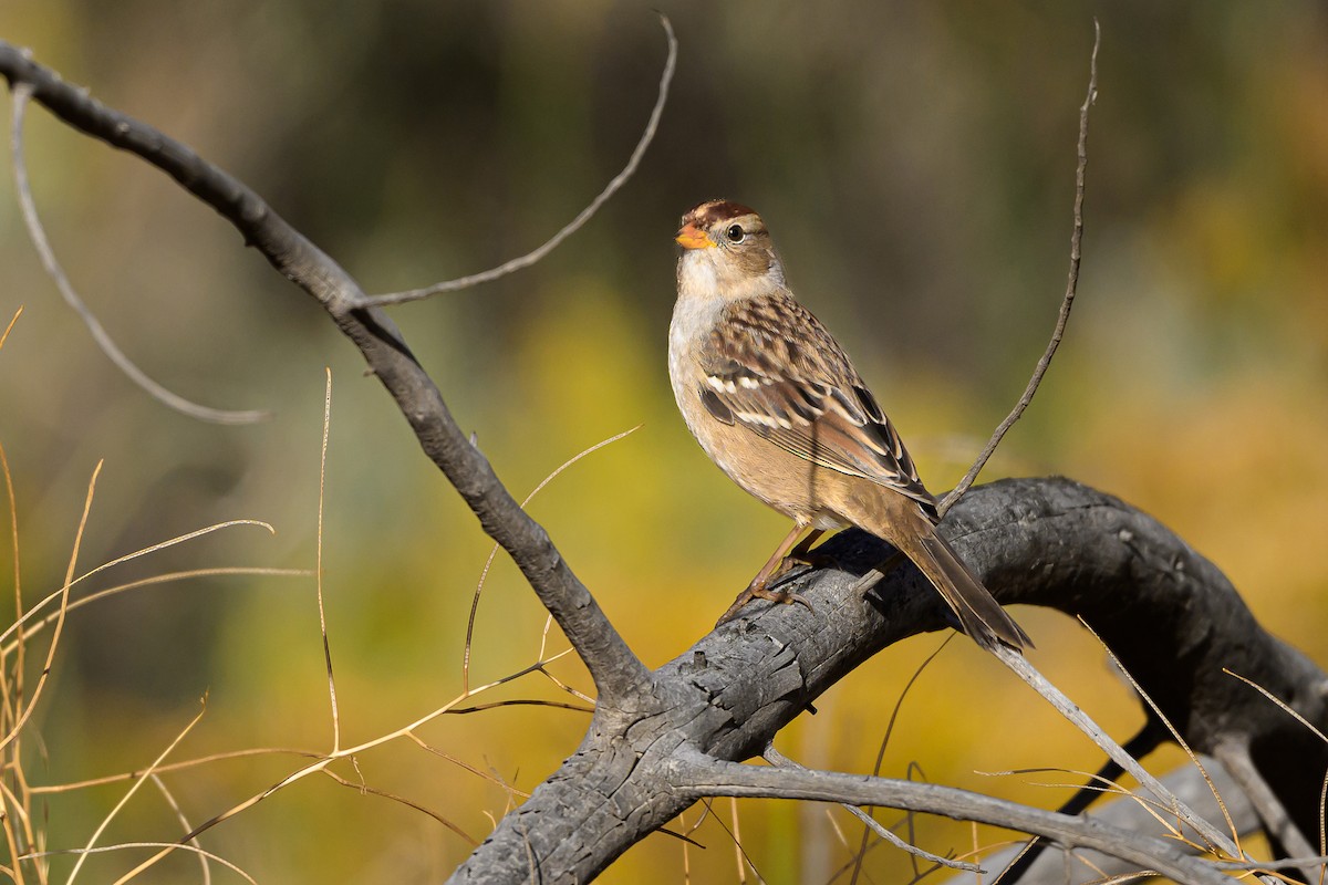 White-crowned Sparrow - ML642879890