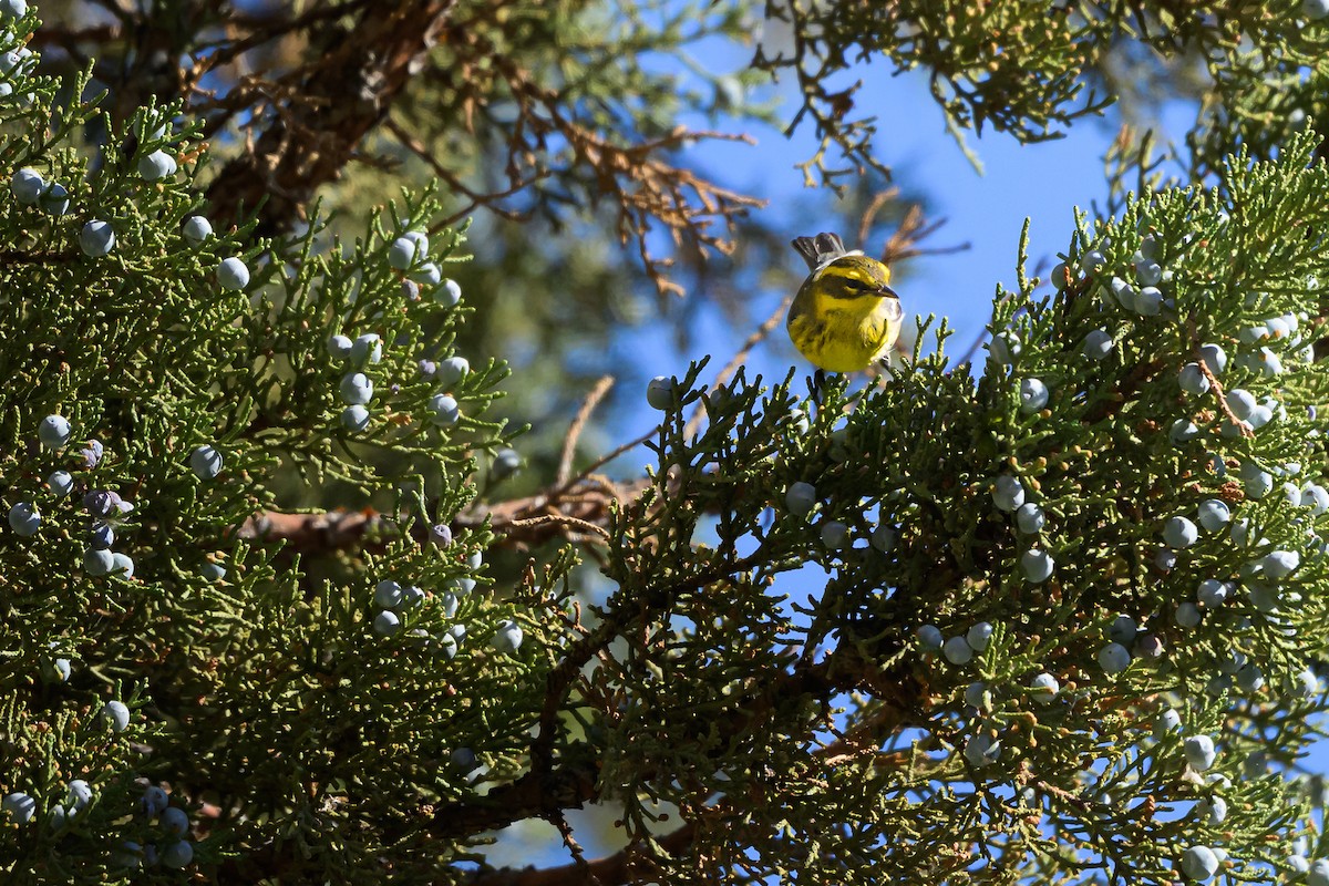 Townsend's Warbler - ML642879901