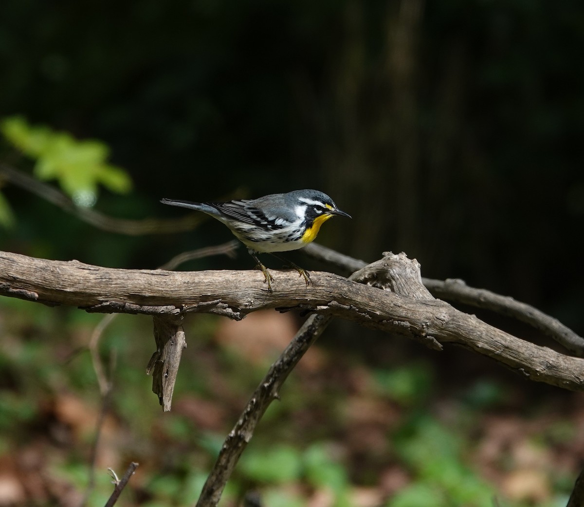 Yellow-throated Warbler - ML642879927