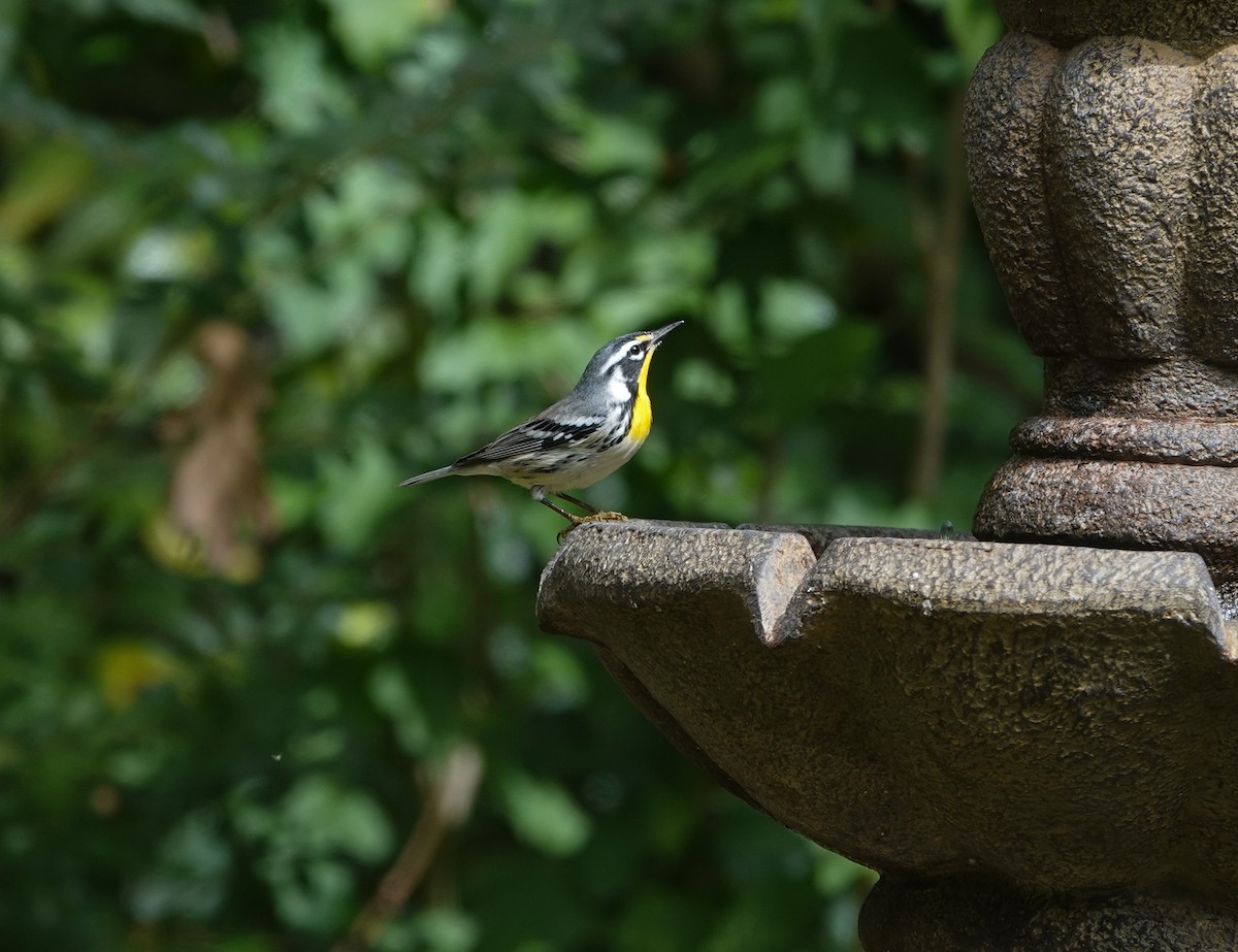 Yellow-throated Warbler - ML642879928