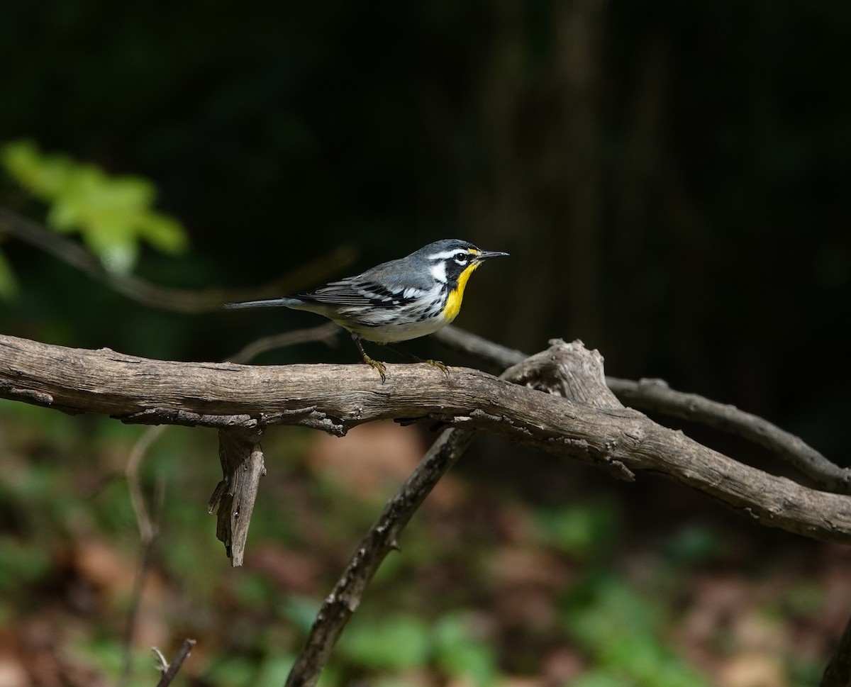Yellow-throated Warbler - ML642879929