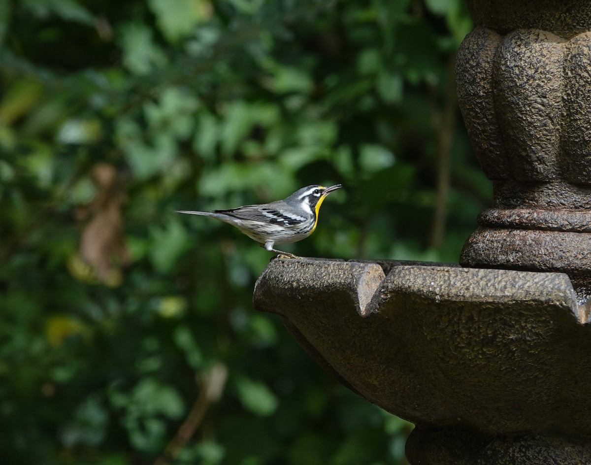 Yellow-throated Warbler - ML642879930