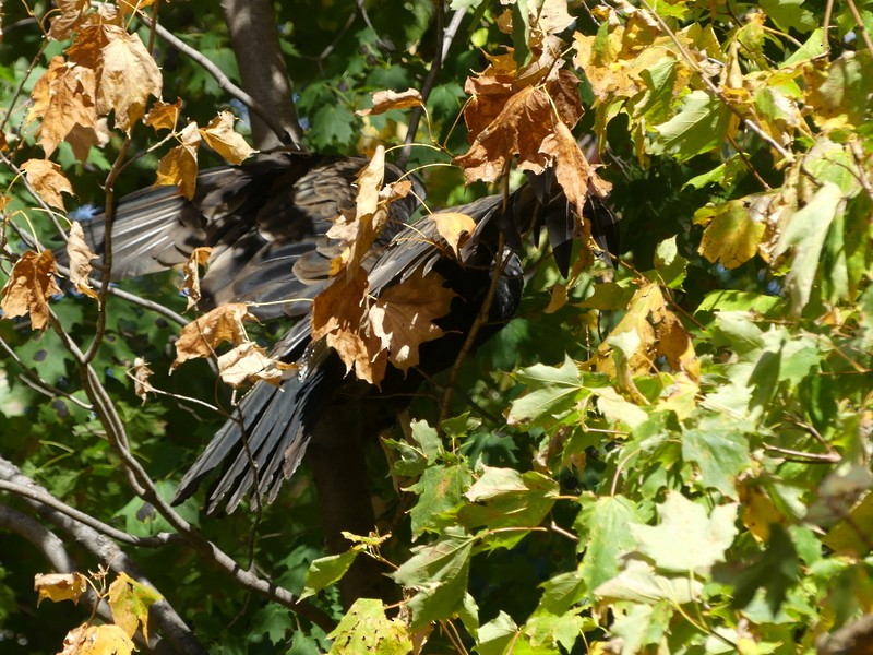 Turkey Vulture - ML642879933