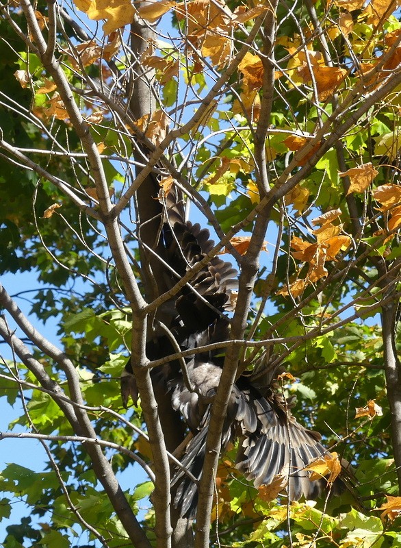 Turkey Vulture - ML642879936
