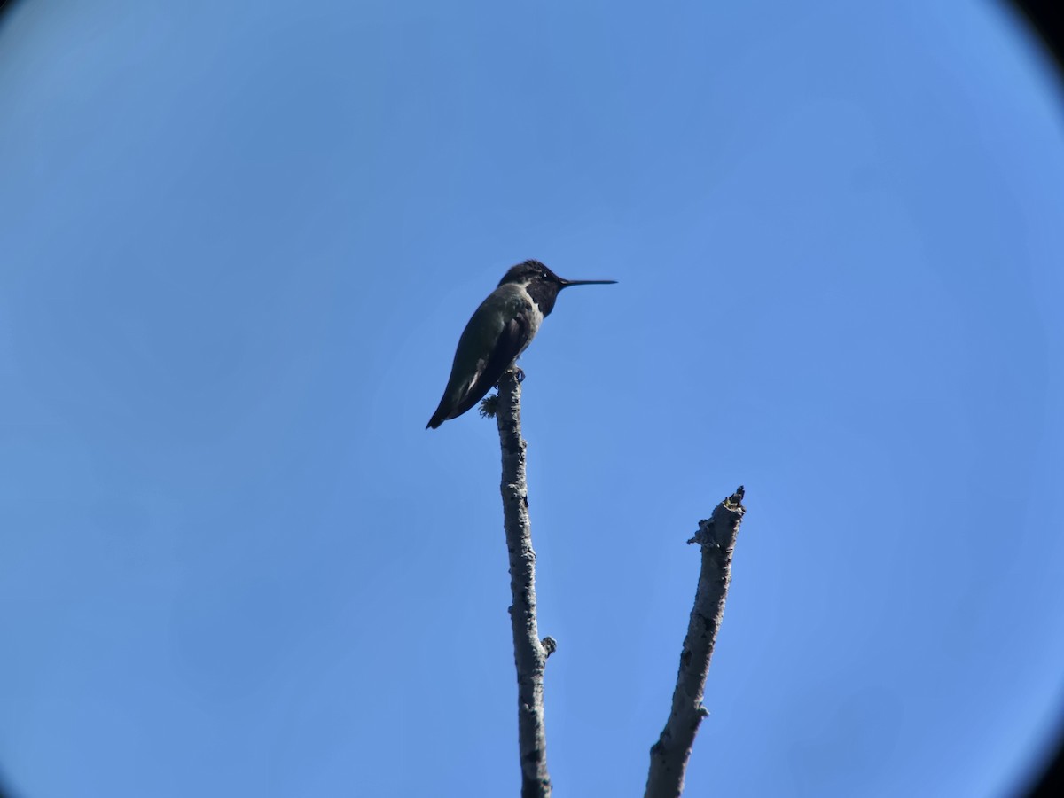 Anna's Hummingbird - ML642879969