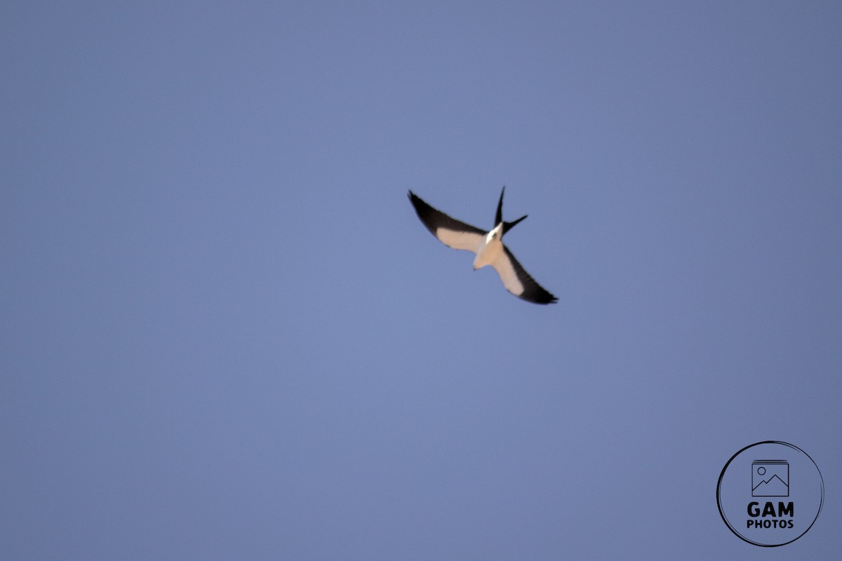 Swallow-tailed Kite - ML642879970
