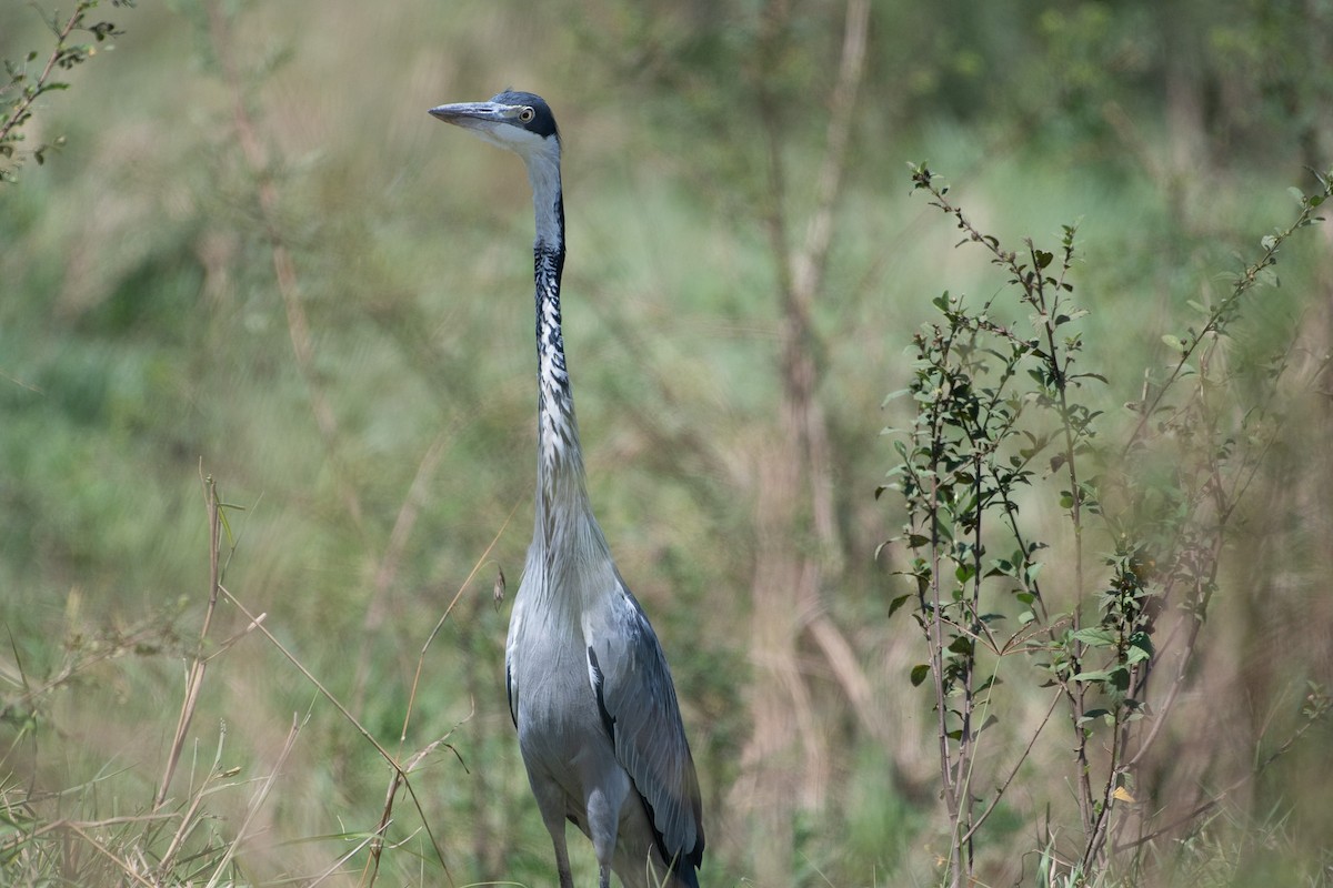 Black-headed Heron - ML642879979