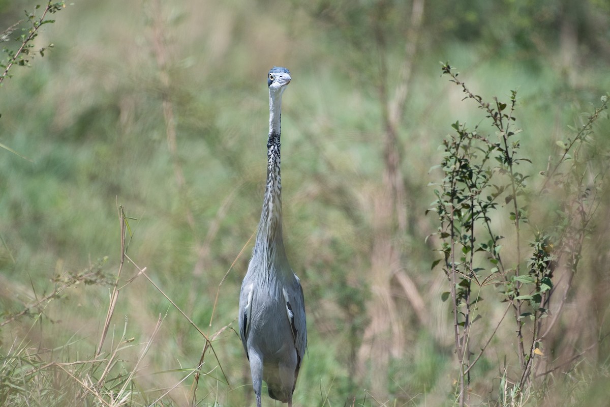 Black-headed Heron - ML642879980