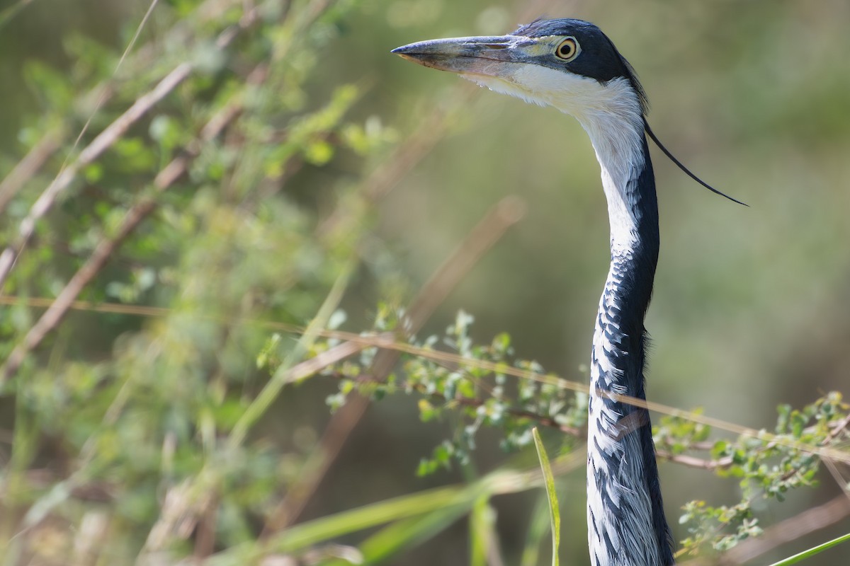 Black-headed Heron - ML642879981