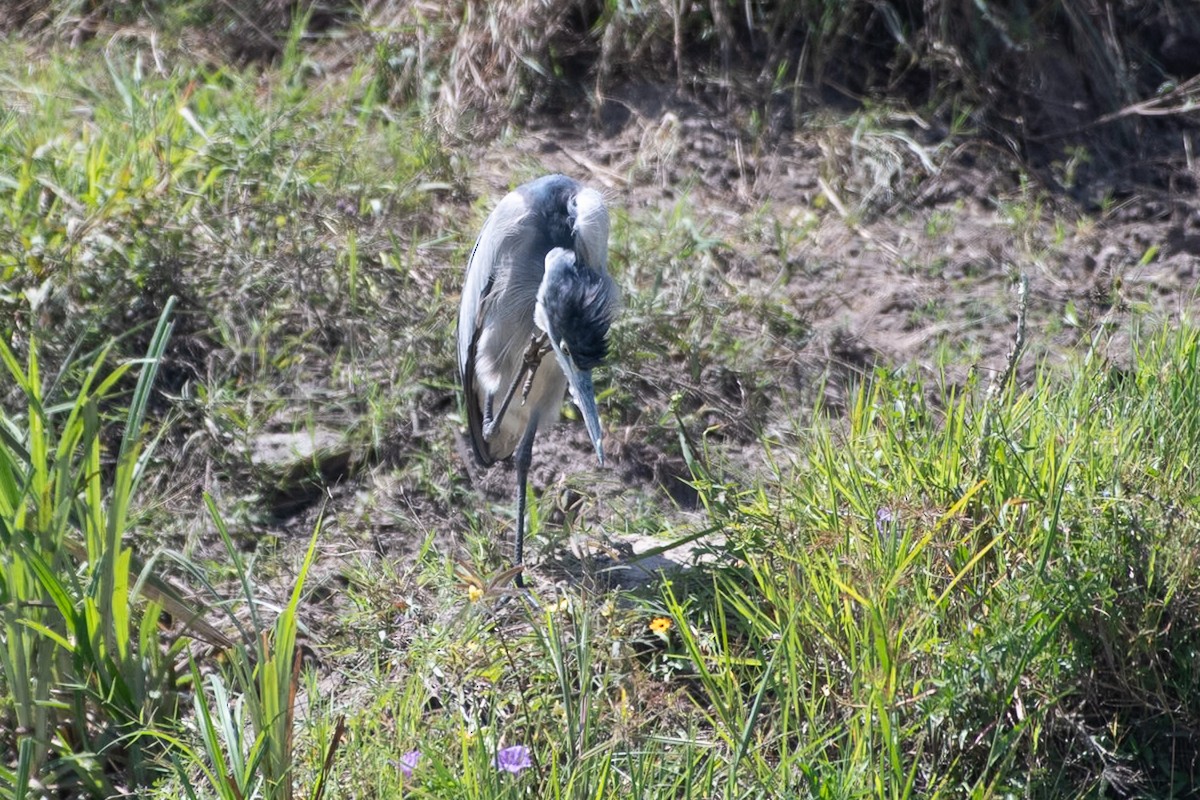 Black-headed Heron - ML642879982