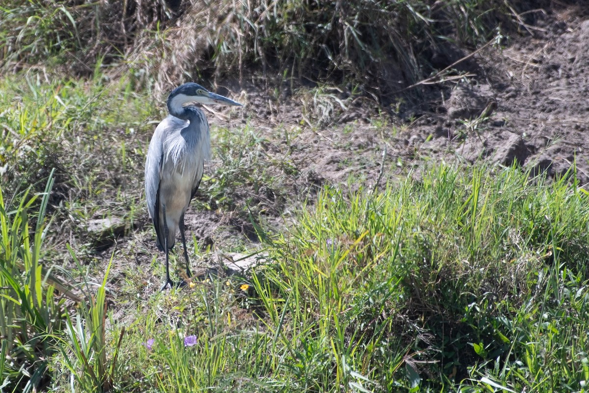 Black-headed Heron - ML642879983