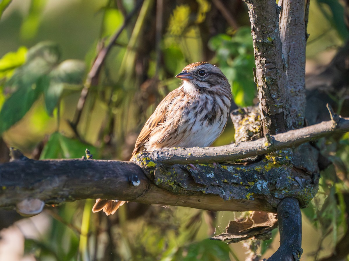 Song Sparrow - ML642879996