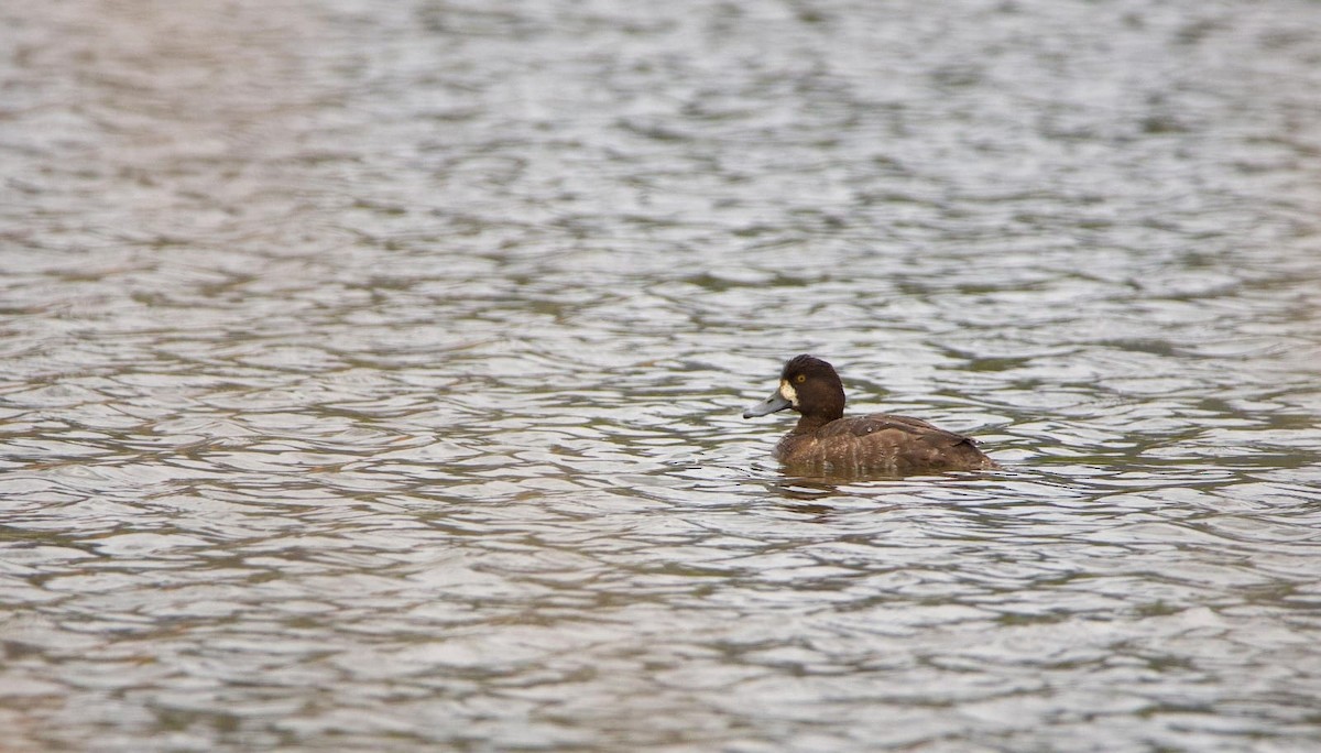 Lesser Scaup - ML642879997