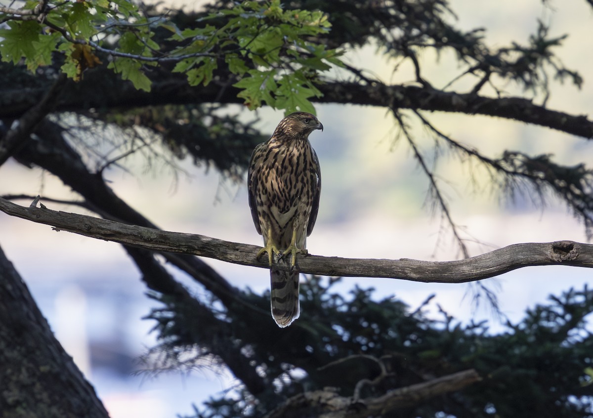 American Goshawk - ML642880002
