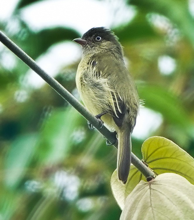Mishana Tyrannulet - ML642880004
