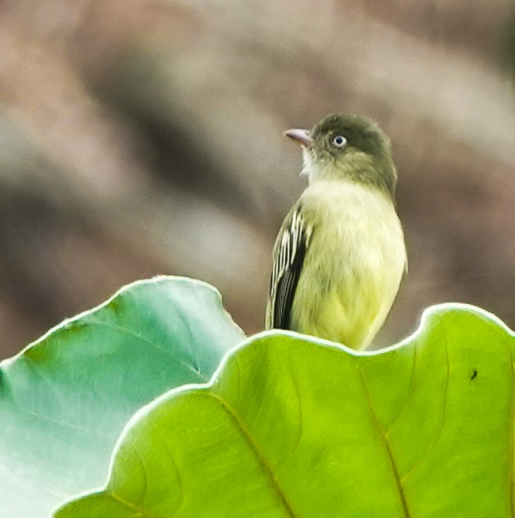Mishana Tyrannulet - ML642880005