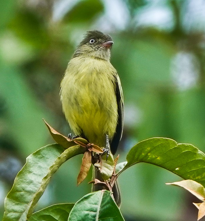 Mishana Tyrannulet - ML642880006